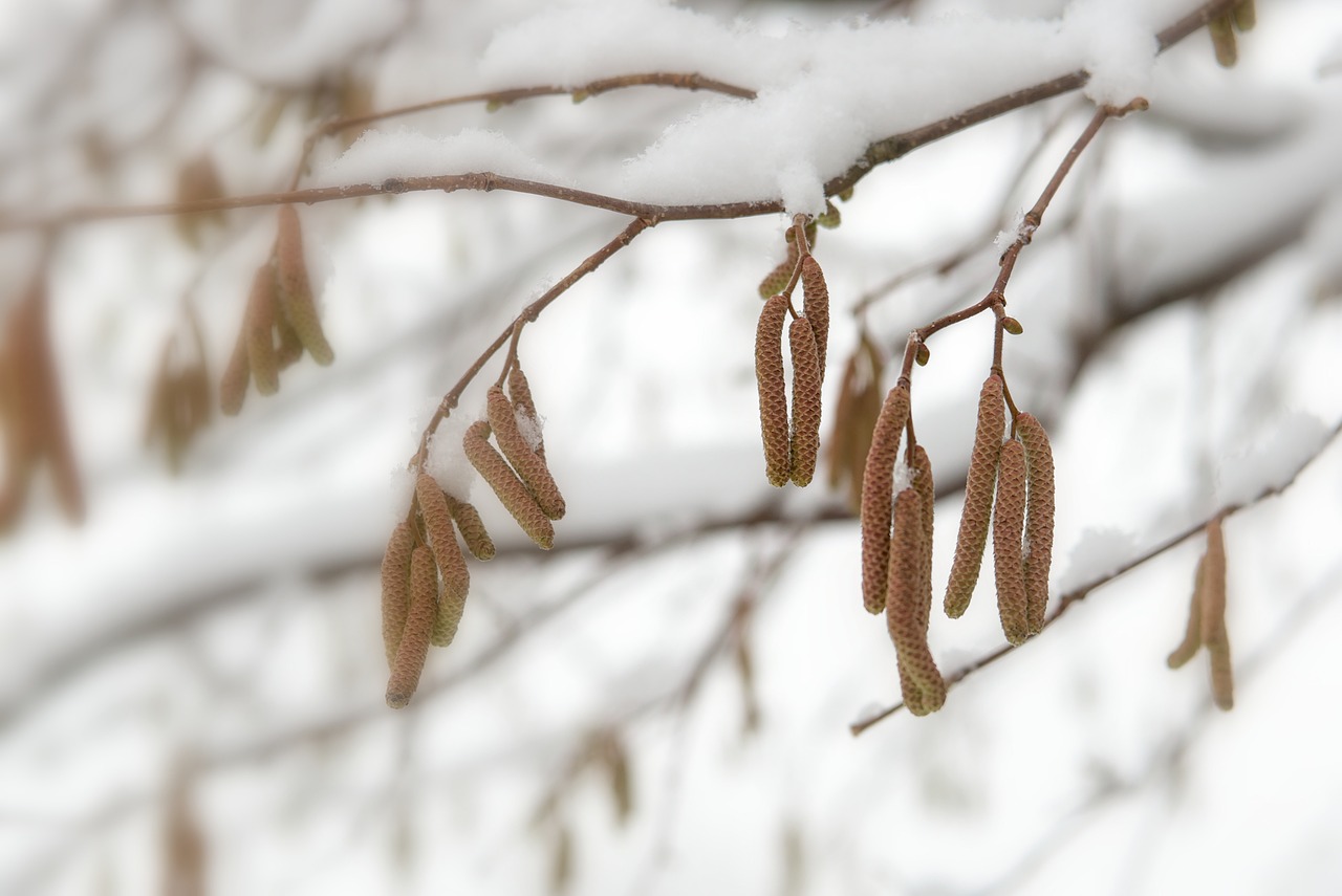 a branch of a tree covered in snow, a photo, figuration libre, many cryogenic pods, malt, during spring, discovered photo