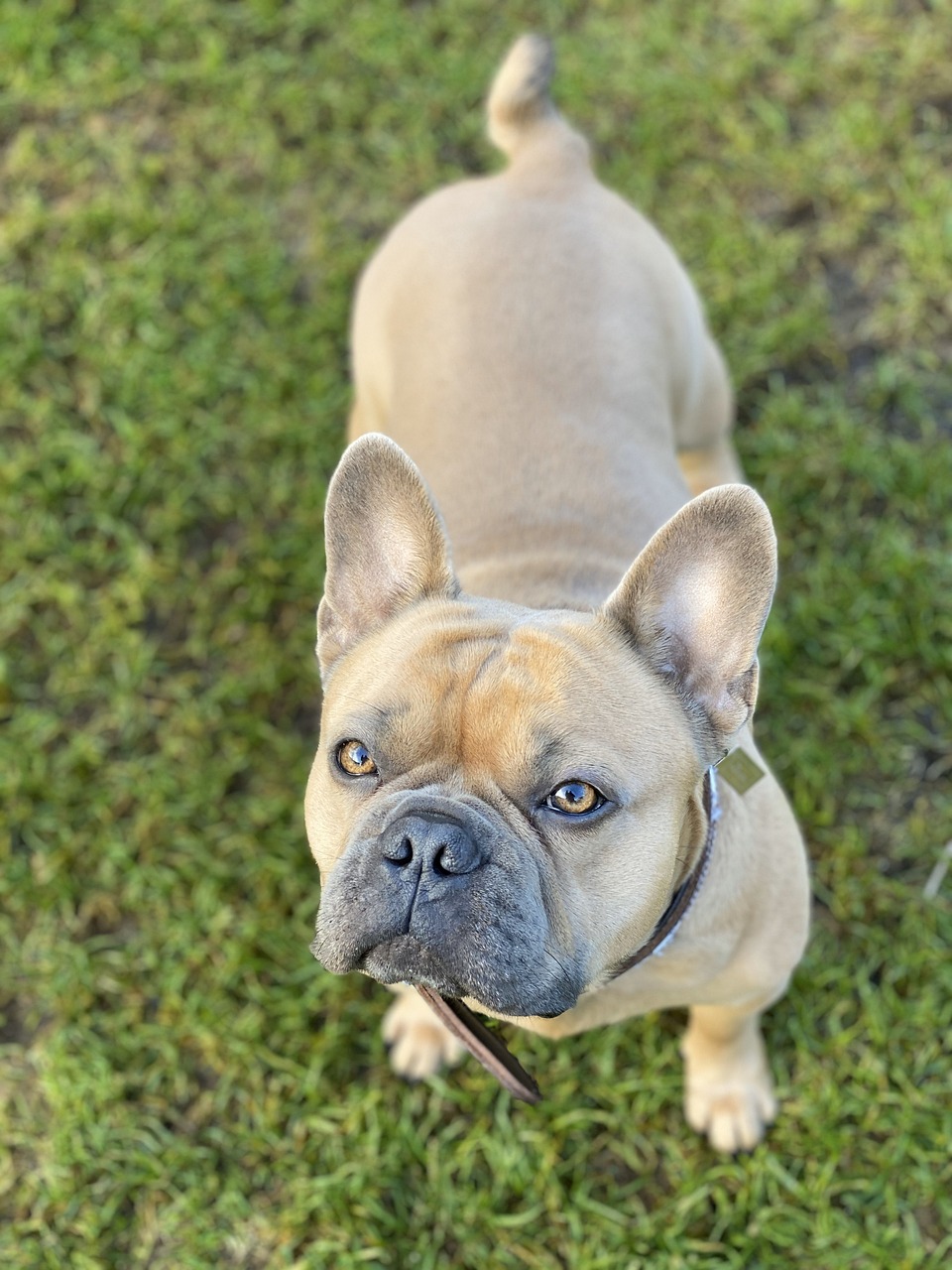 a small dog standing on top of a lush green field, renaissance, french bulldog, high angle close up shot, portrait mode photo, alert brown eyes