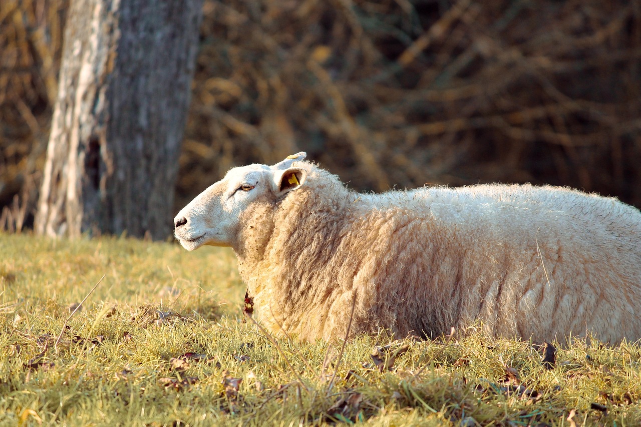 a sheep that is laying down in the grass, a picture, inspired by George Stubbs, shutterstock, winter sun, closeup photo, calmly conversing 8k, michael sowa