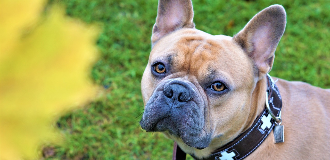 a brown dog standing on top of a lush green field, a picture, by Maksimilijan Vanka, pexels, renaissance, french bulldog, close up of face, amber, wallpaper - 1 0 2 4