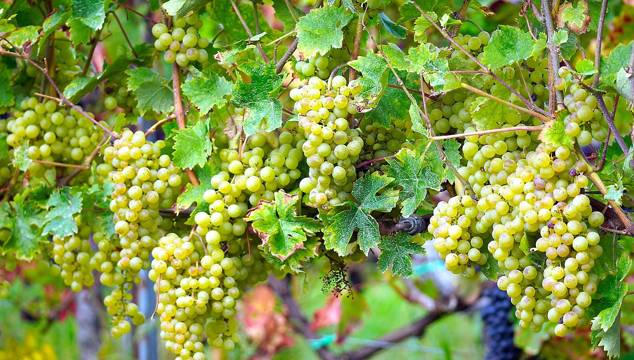 a bunch of green grapes hanging from a vine, by Lorraine Fox, hdr color, white in color, 1 6 x 1 6, pur champagne damery