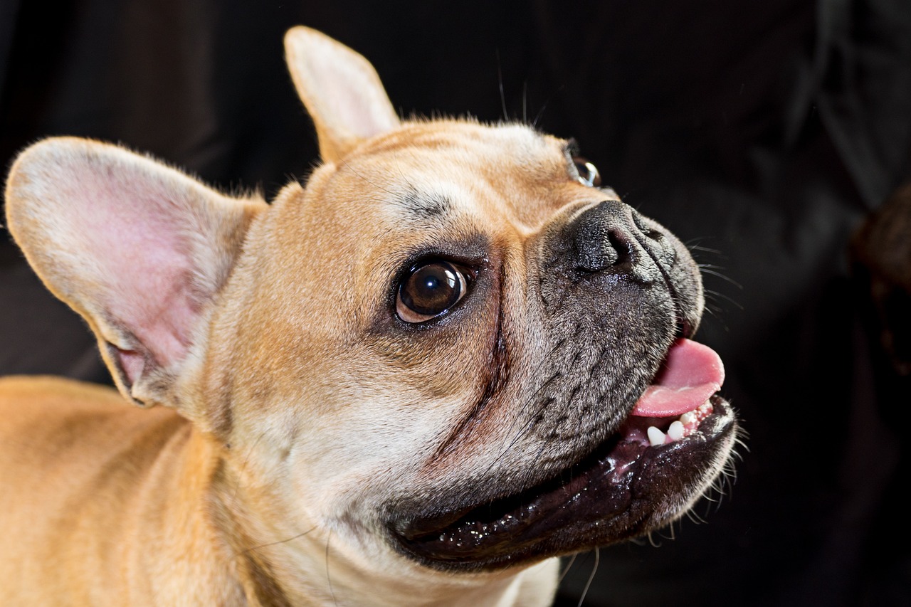 a close up of a dog with its mouth open, a portrait, by Thomas Häfner, shutterstock, french bulldog, 3 / 4 view portrait, closeup 4k, jacqueline e