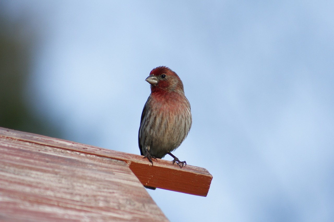 a bird sitting on top of a wooden roof, a portrait, by Roy Newell, flickr, arabesque, red skinned, goatee, right side profile, puffy