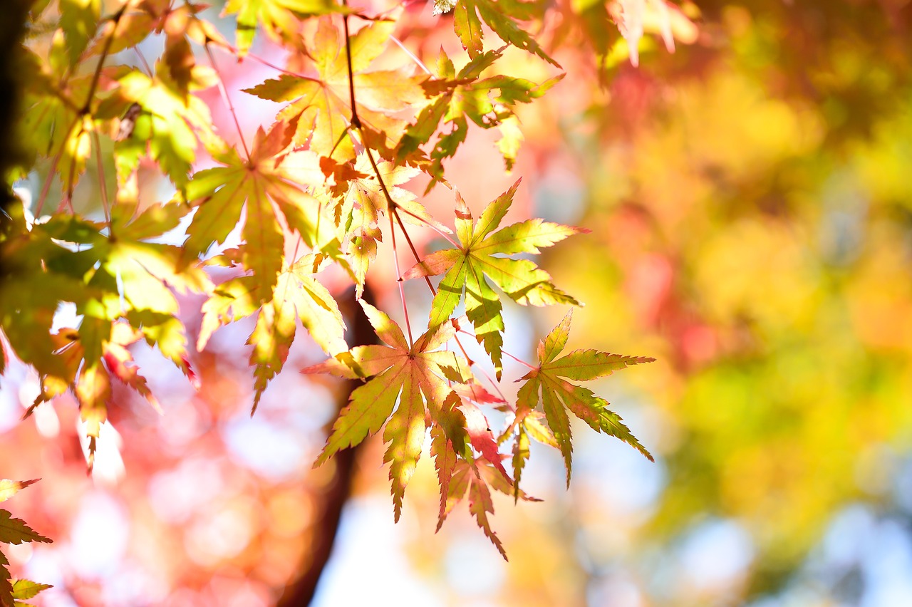 a close up of leaves on a tree, a picture, by Nōami, pexels, seasons!! : 🌸 ☀ 🍂 ❄, japanese maples, taken with canon eos 5 d, [ realistic photo ]!!