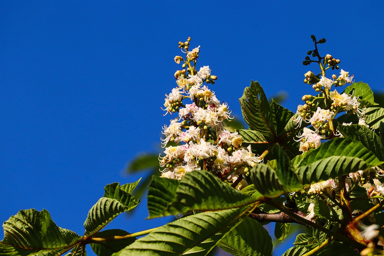 a tree with white flowers against a blue sky, a screenshot, by Jan Rustem, shutterstock, hurufiyya, nothofagus, tropical flower plants, sri lanka, right side composition