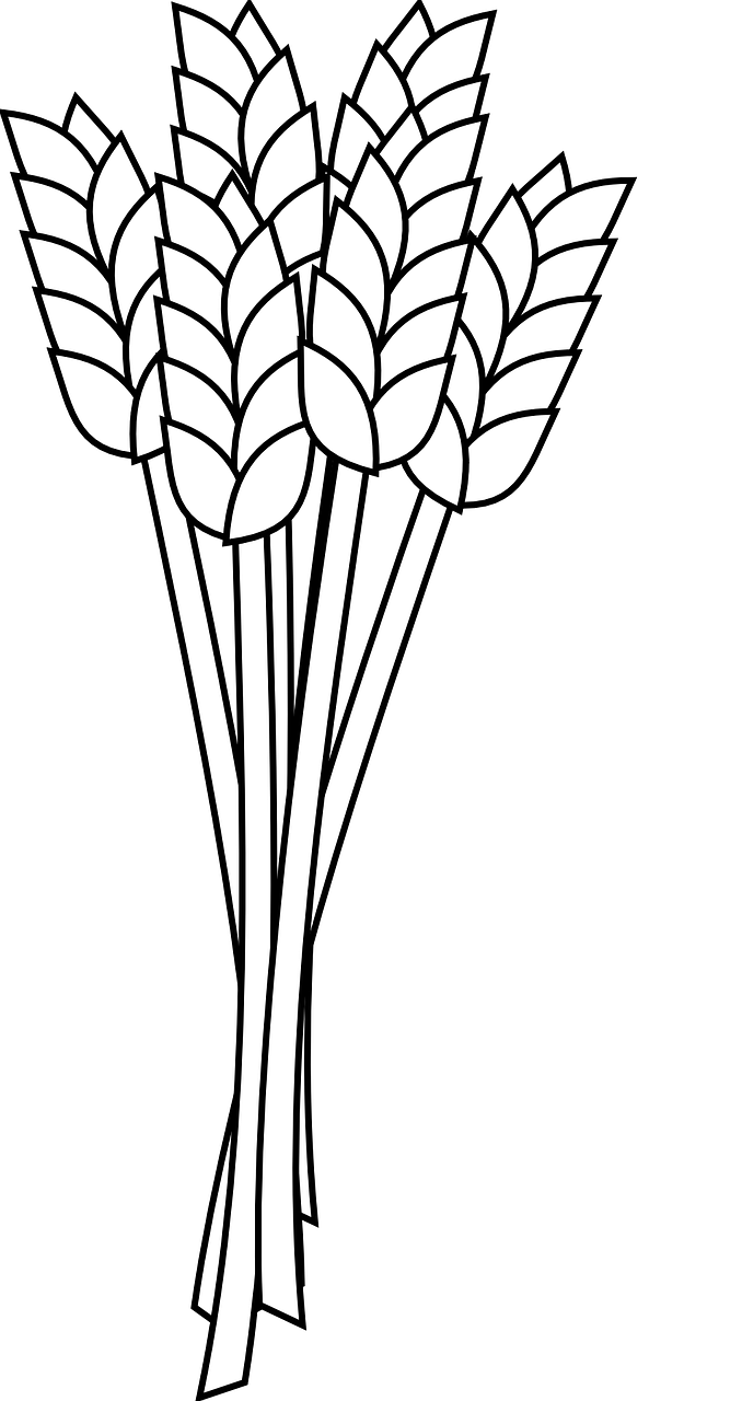 a bunch of wheat on a black background, lineart, inspired by Gyula Benczúr, tulips, ms paint drawing, three, large tall