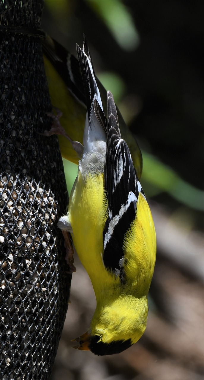 a yellow and black bird eating from a bird feeder, a photo, net art, trimmed with a white stripe, over the shoulder closeup, with yellow cloths, sharply detailed