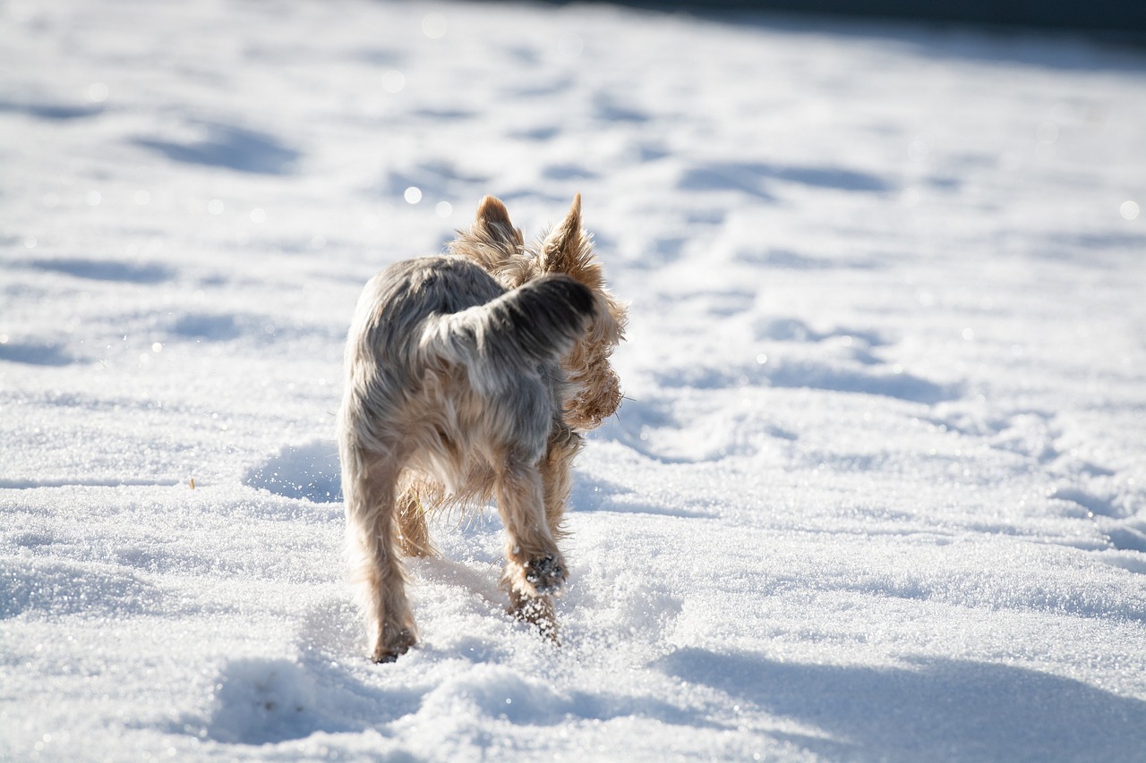 a small dog is running through the snow, a photo, high res photo