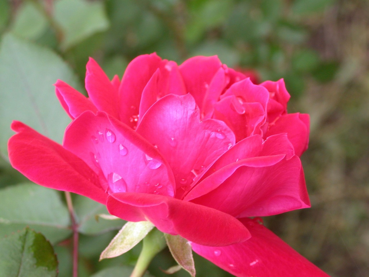 a red rose with water droplets on it, by Rhea Carmi, rich deep pink, just after rain, taken with a pentax1000, jasmine