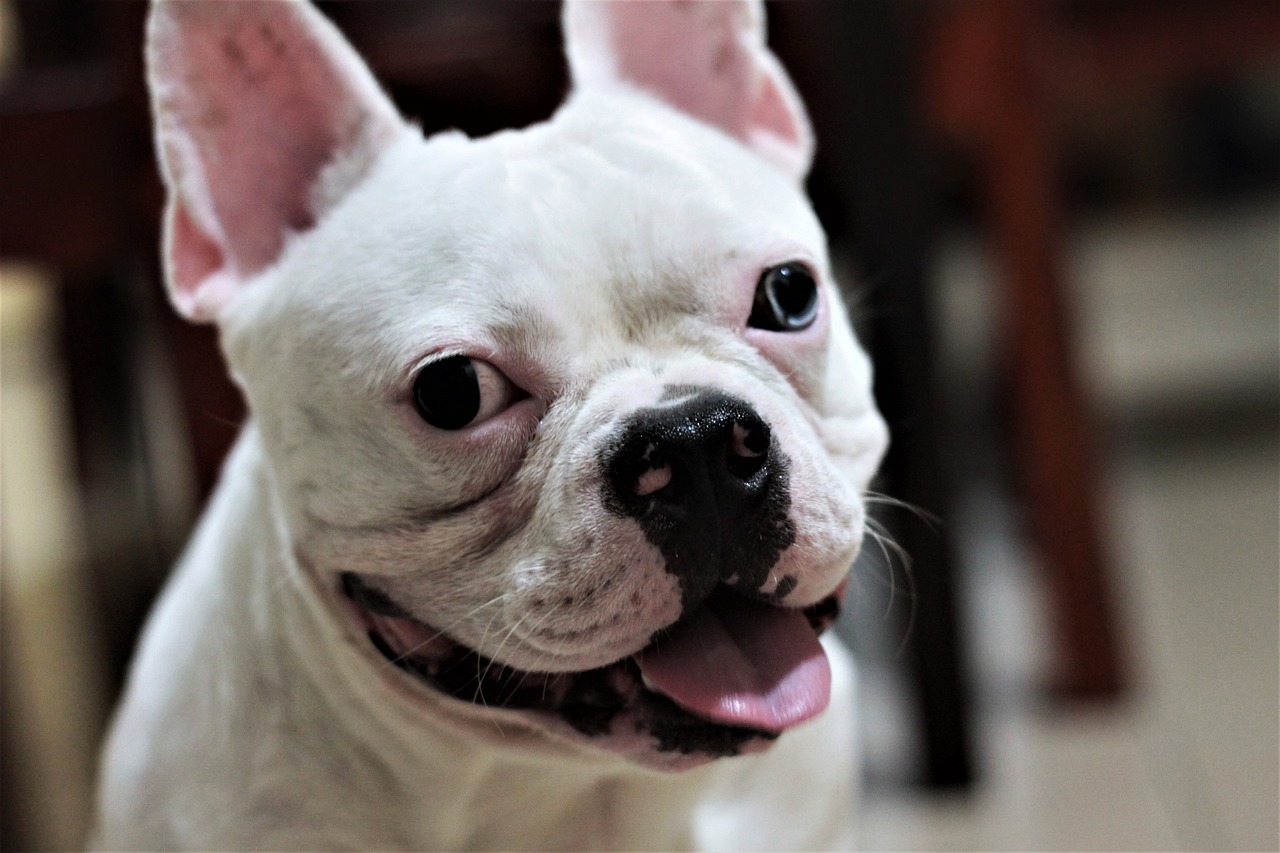 a close up of a dog looking at the camera, by Amelia Peláez, pexels, photorealism, french bulldog, crying and smiling franticly, no words 4 k, small white dog at her side