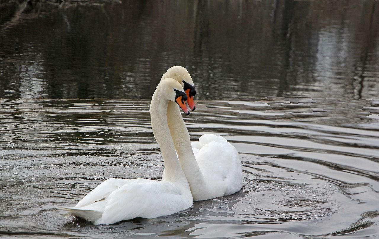 a white swan floating on top of a body of water, a photo, romantic couple, february), barnet, smiling at each other