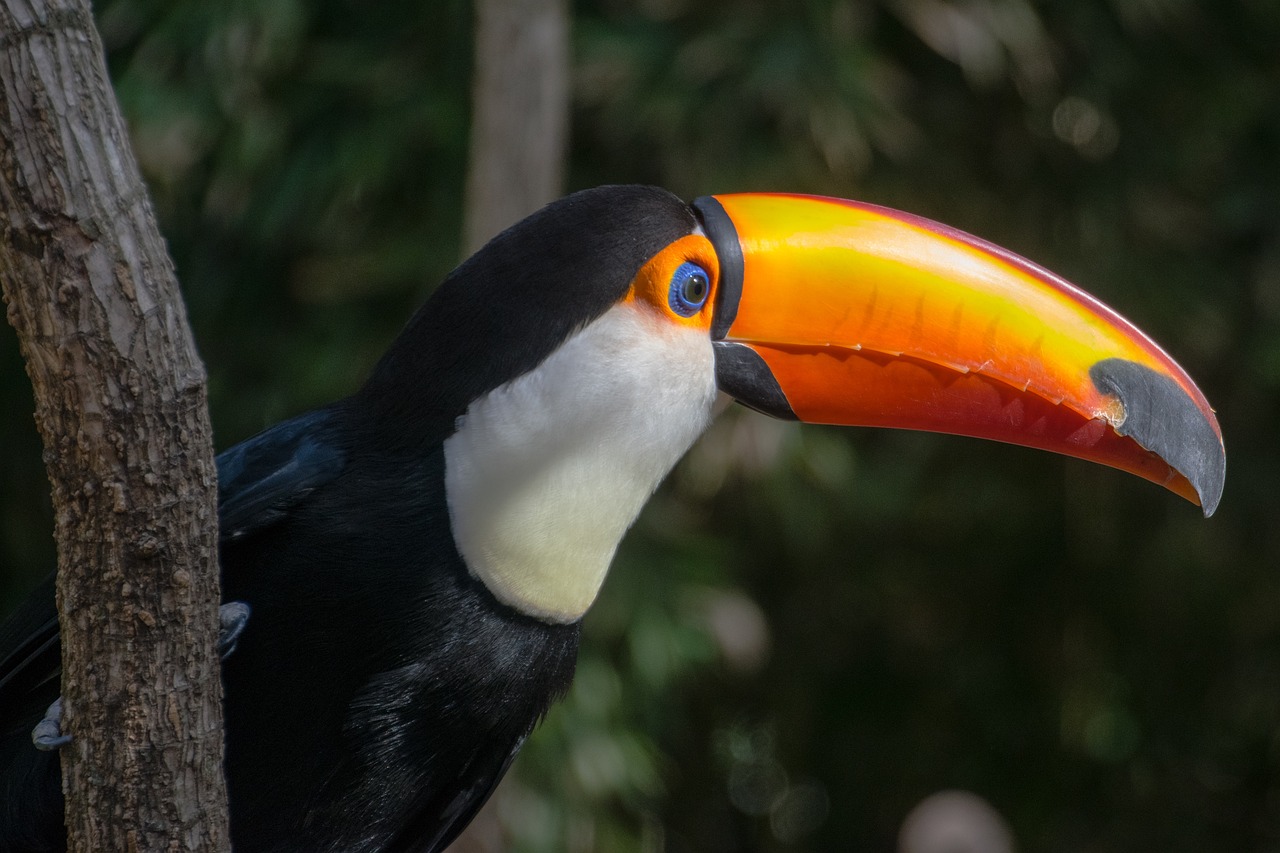 a close up of a bird on a tree branch, a portrait, by Dietmar Damerau, flickr, toucan, 8 k detail, is looking at a bird, various posed