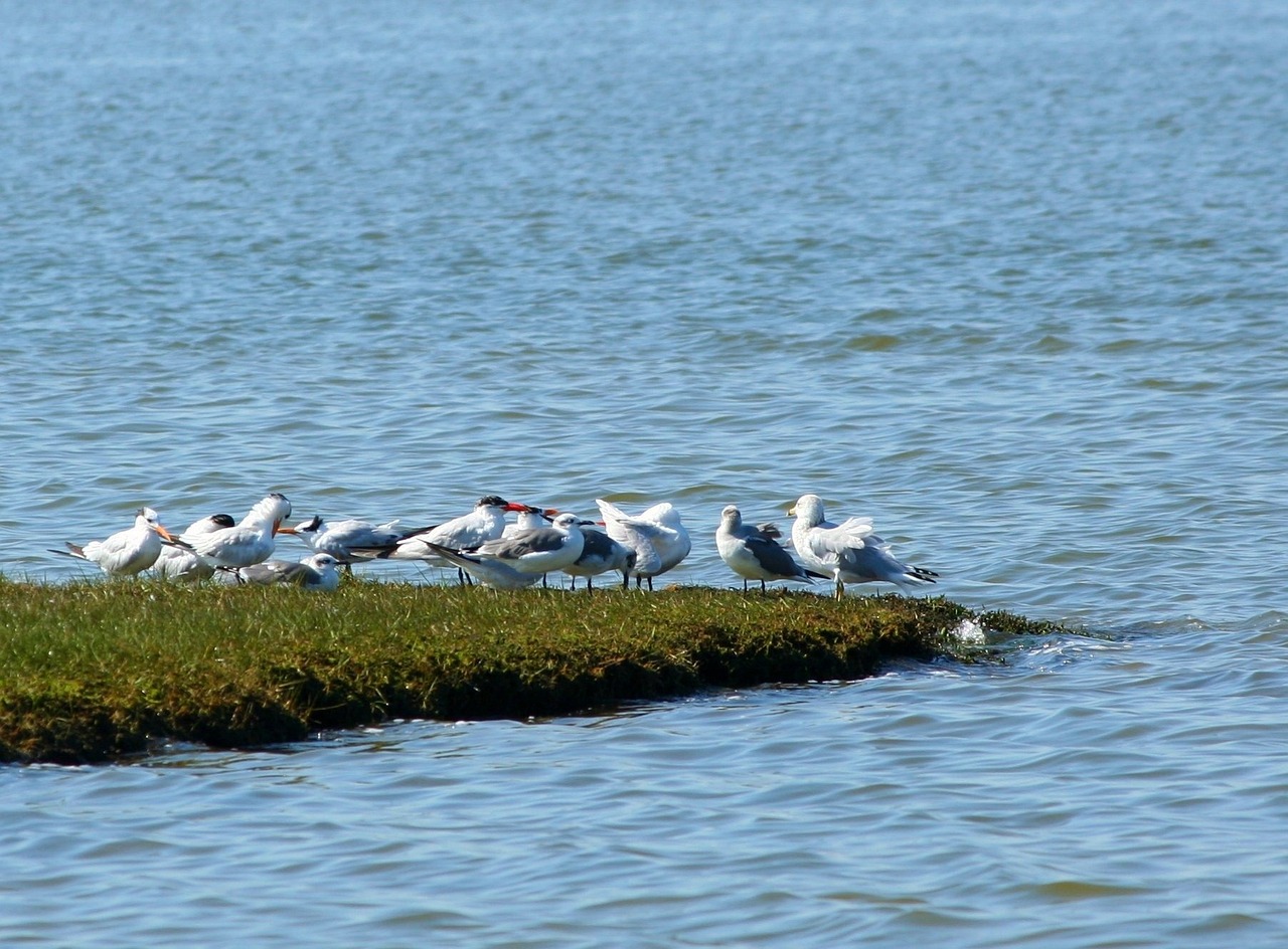 a group of birds that are standing in the water, flickr, visible from afar!!, upon a peak in darien, resting, marker”