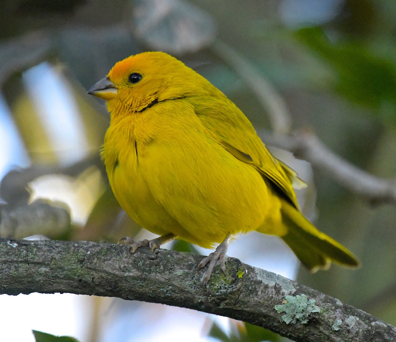 a yellow bird sitting on top of a tree branch, by Robert Brackman, flickr, often described as flame-like, with a pointed chin, with yellow cloths, miami