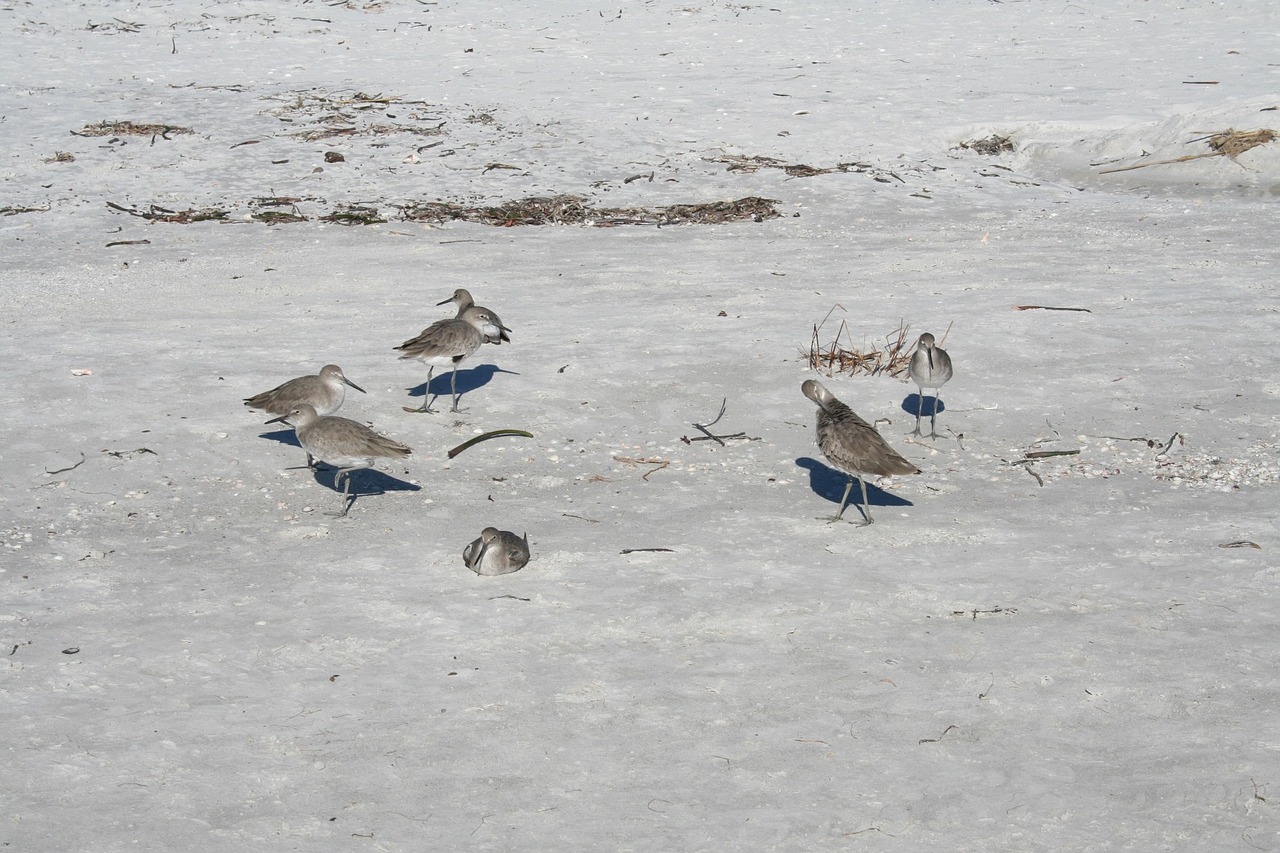 a flock of birds walking across a snow covered field, by Jim Nelson, flickr, large group of crabs and worms, on the beach at noonday, keys, electric cats that fly over ice