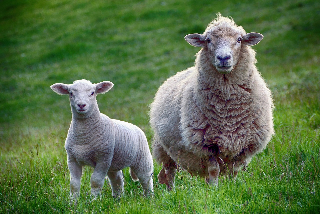 a couple of sheep standing on top of a lush green field, a picture, by Samuel Scott, pixabay, renaissance, motherly, both smiling for the camera, with a white muzzle, accompanying hybrid