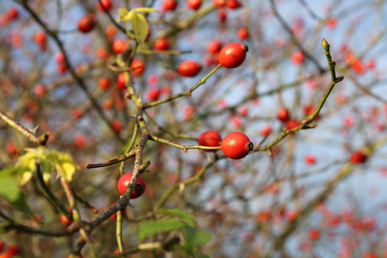 a bunch of red berries hanging from a tree, by Ruth Abrahams, photo of a rose, autumnal colours, hips, img _ 9 7 5. raw