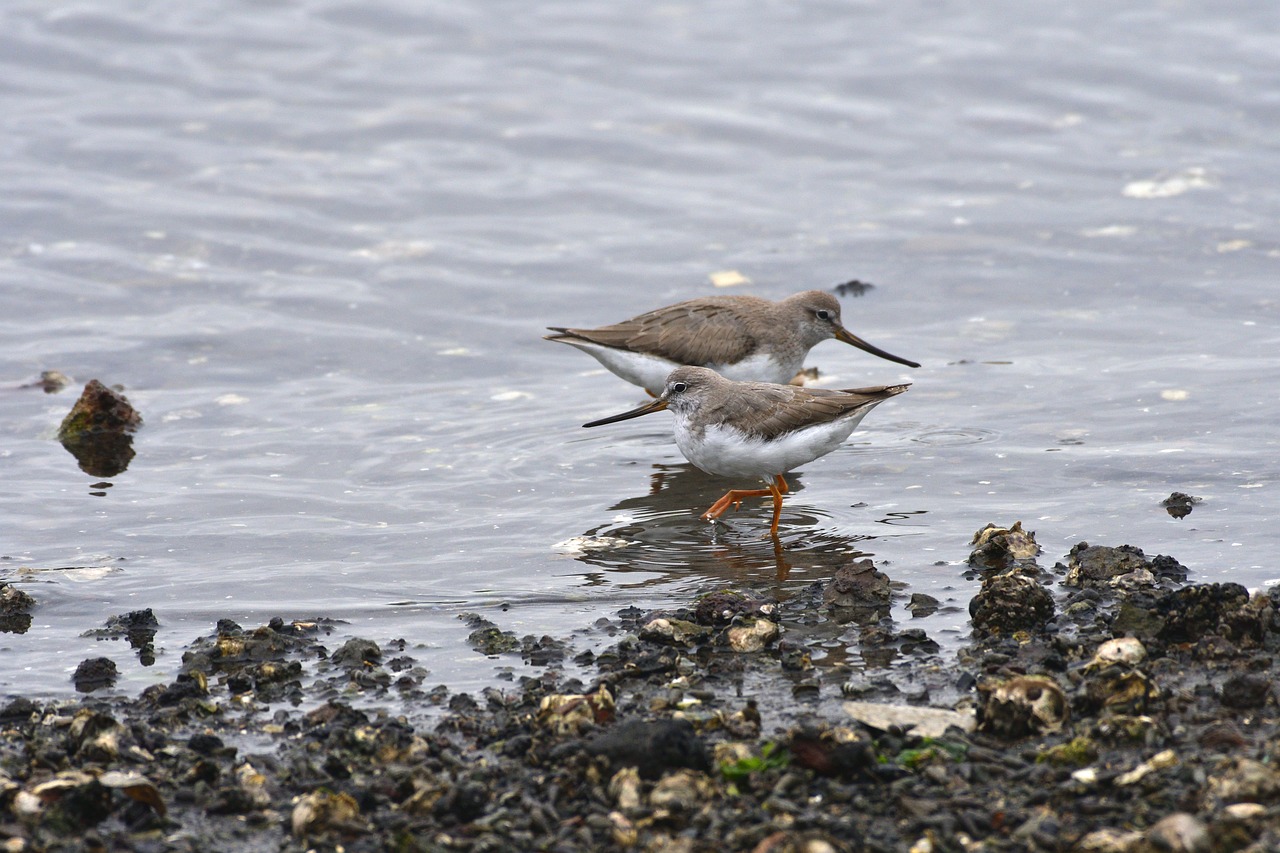 a couple of birds that are standing in the water, by Dave Allsop, flickr, cornwall, copper pipers, dull, 2 colours