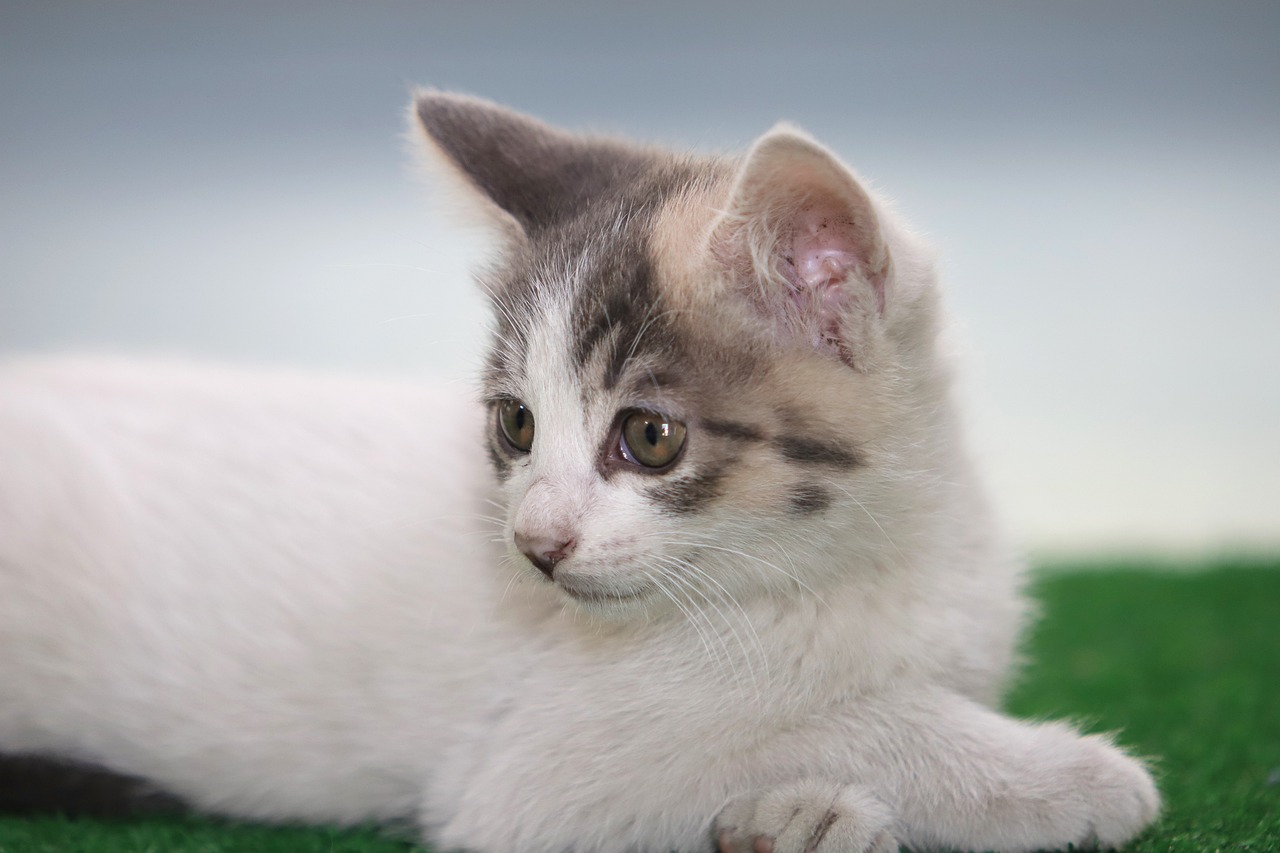 a small kitten laying on top of a lush green field, a pastel, by Yi Jaegwan, shutterstock, heterochromia, on a gray background, very sharp photo, closeup photo