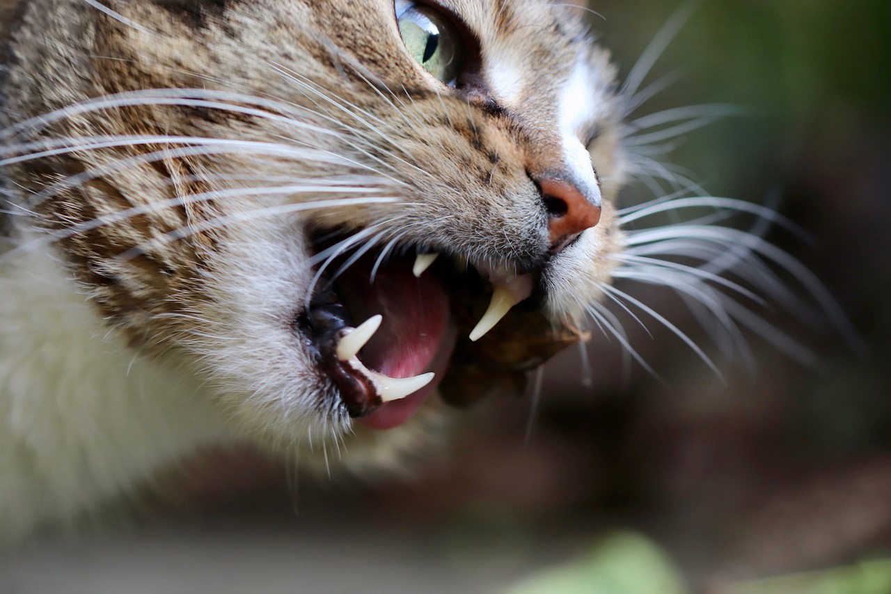 a close up of a cat with its mouth open, a picture, by Mirko Rački, shutterstock, warrior cats, close-up fight, buck teeth, half image