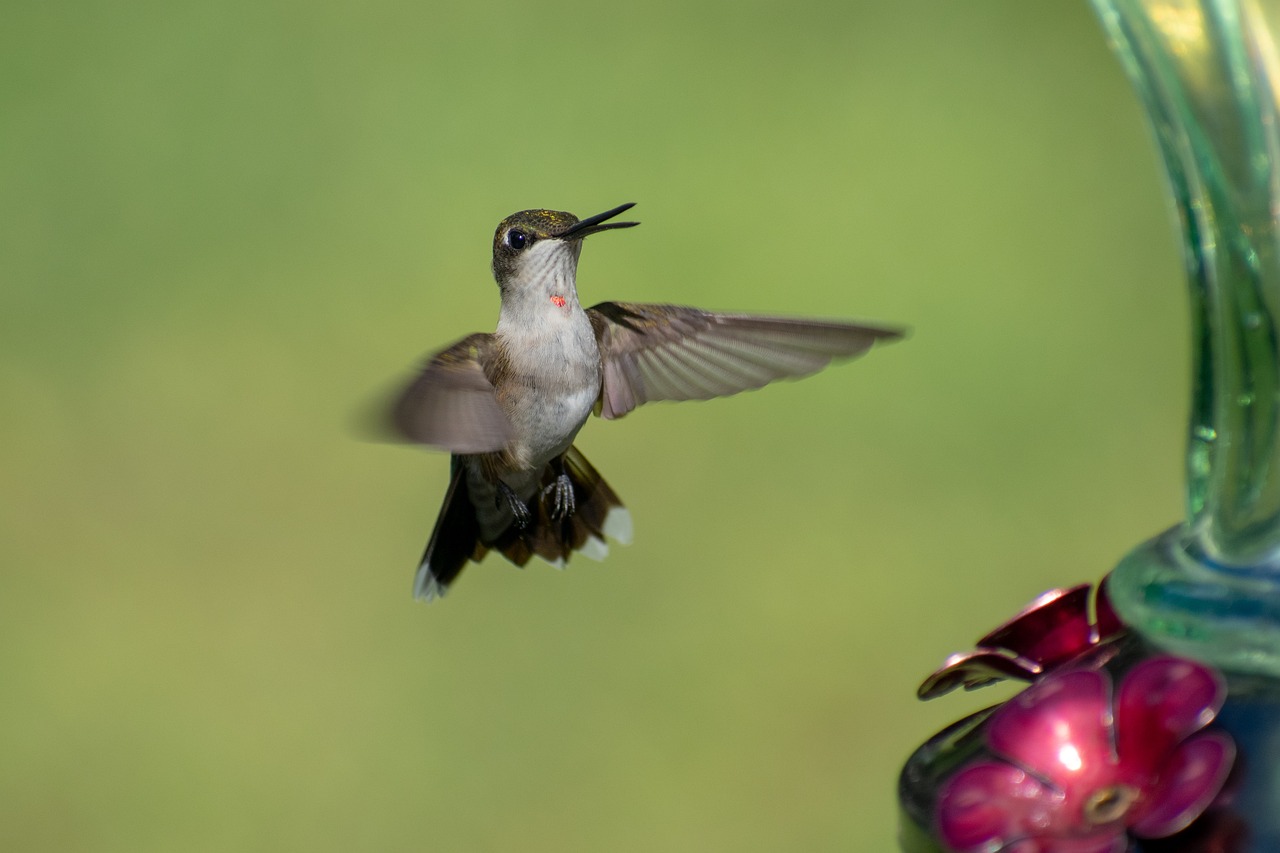 a hummingbird flying towards a hummingbird feeder, by Dave Melvin, superior detail, dof narrow, young female, high res photo