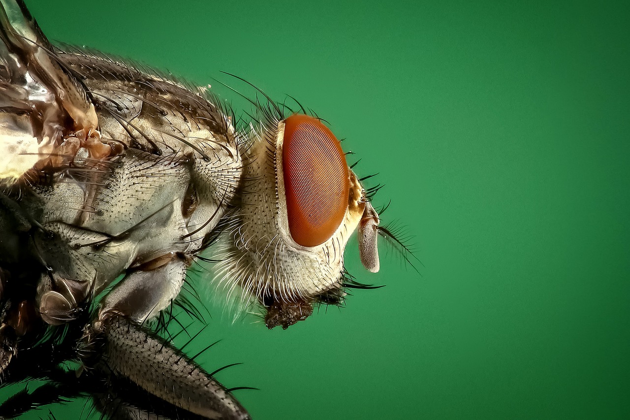 a close up of a fly on a green background, a macro photograph, by Jan Rustem, shutterstock, photorealism, hyperdetailed illustration, uhd hyperdetailed photography, 3/4 view from below, close - up studio photo