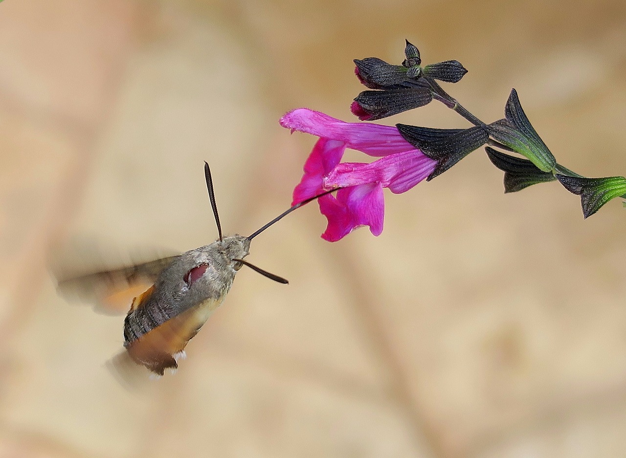 a hummingbird flying towards a pink flower, a macro photograph, by Robert Brackman, large horned tail, moth, sage, photo from behind