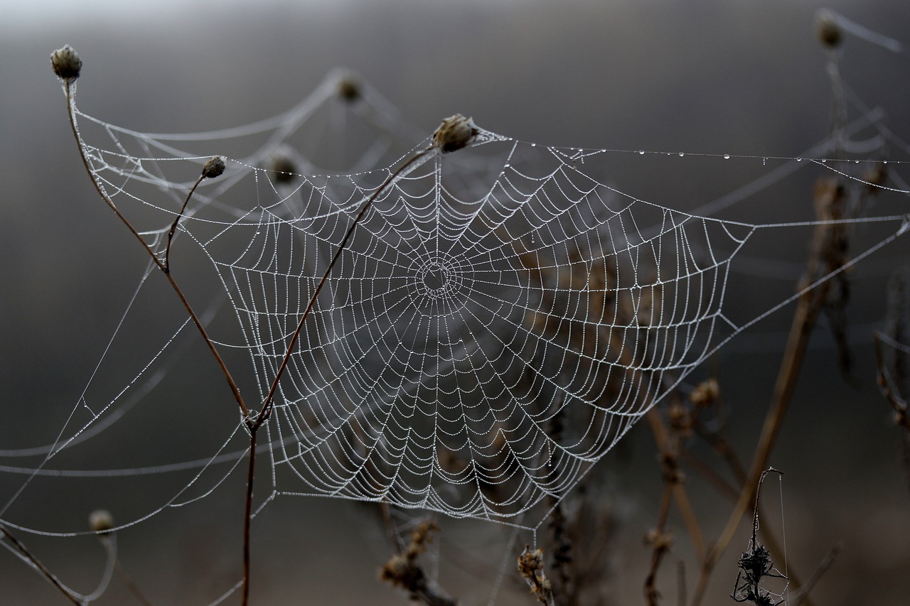 a spider web sitting on top of a dry grass covered field, a macro photograph, by Andrew Domachowski, shutterstock, under a gray foggy sky, draped with water and spines, closeup photo, at sunrise