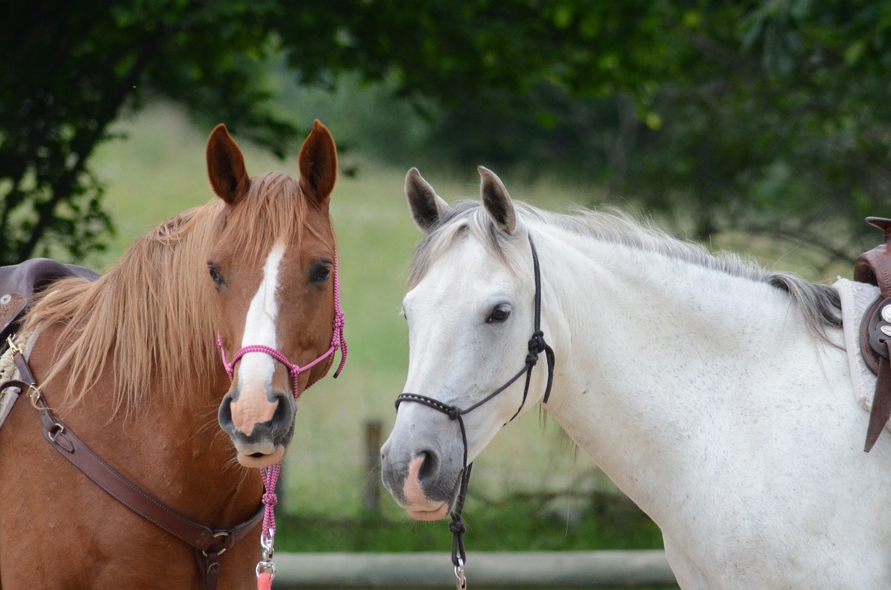 a couple of horses standing next to each other, with a white muzzle, looking to the side off camera, no reins, silver