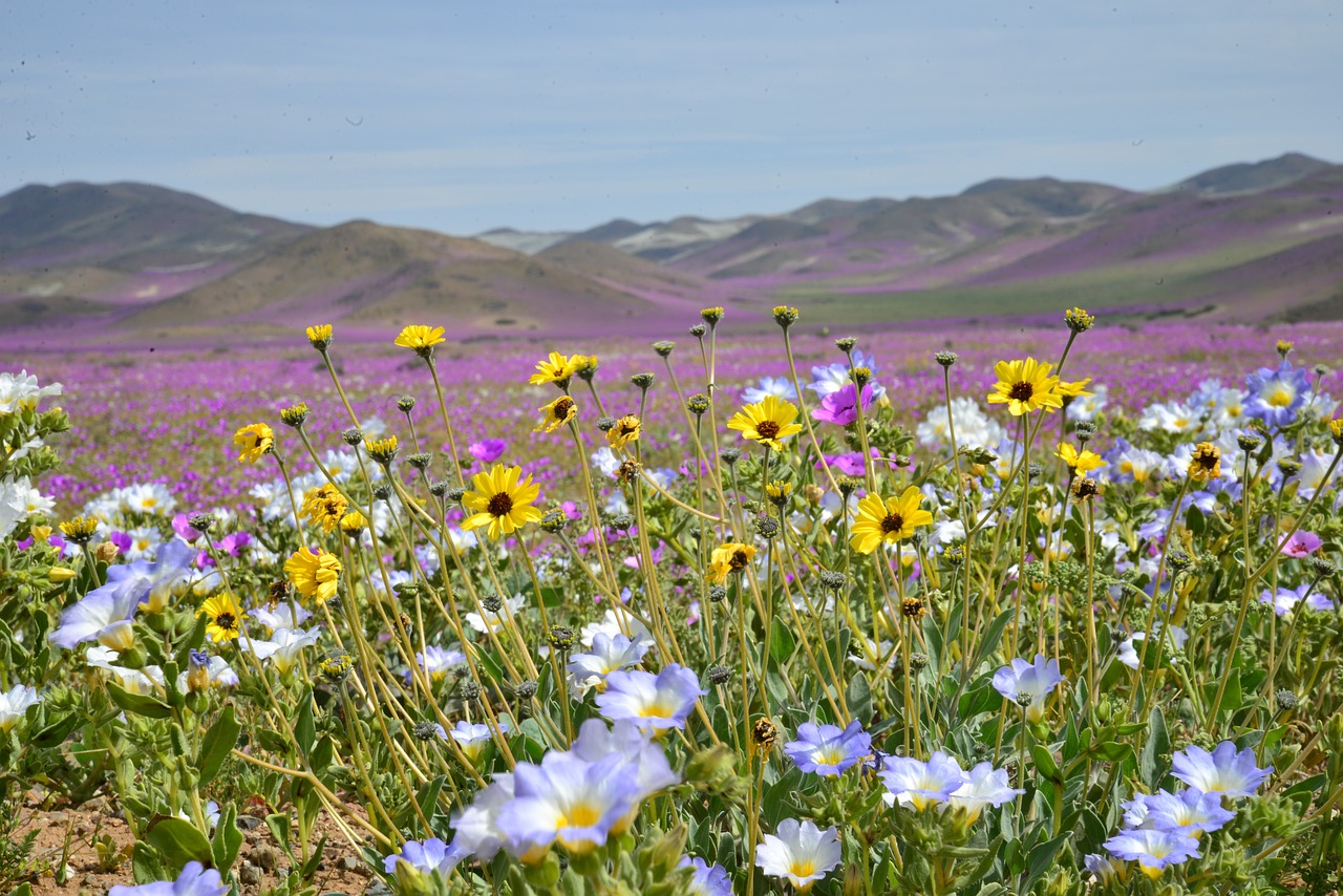 a field of flowers with mountains in the background, flickr, color field, oasis in the desert, sakimichan, spring colors, ari aster