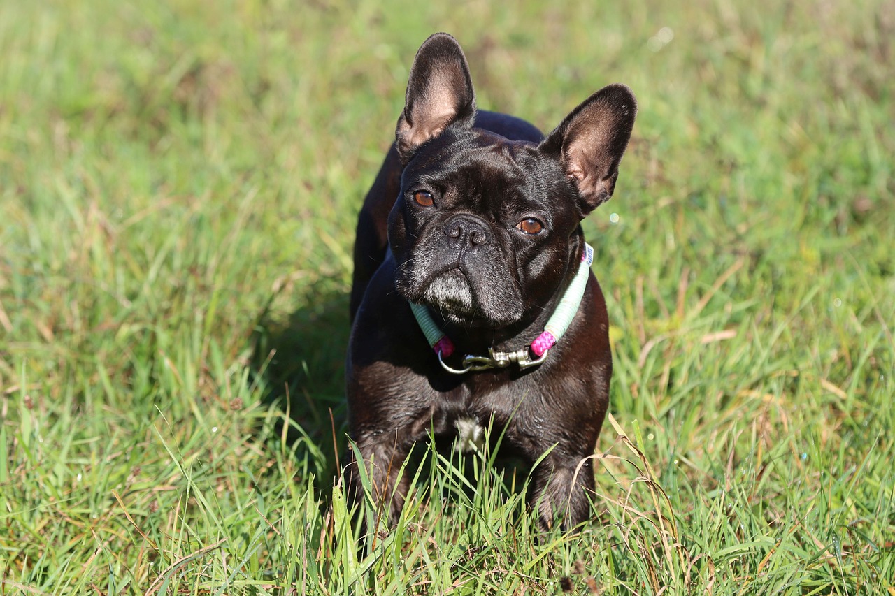a black dog standing on top of a lush green field, a portrait, by Terese Nielsen, shutterstock, french bulldog, crawling towards the camera, focused on her neck, closeup photo