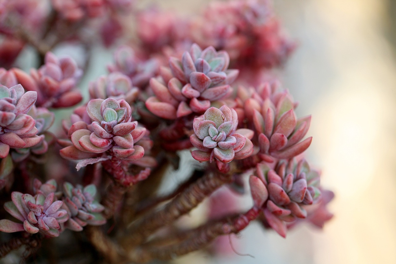 a close up of a bunch of pink flowers, by January Suchodolski, albino dwarf, highly detailed sharp focus, patchy cactus, soft grey and red natural light