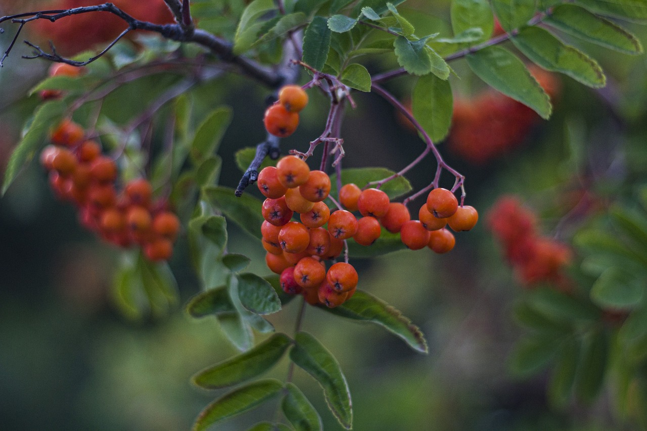 a bunch of orange berries hanging from a tree, by Robert Brackman, 3 0 0 mm, lut, late summer evening, hestiasula head