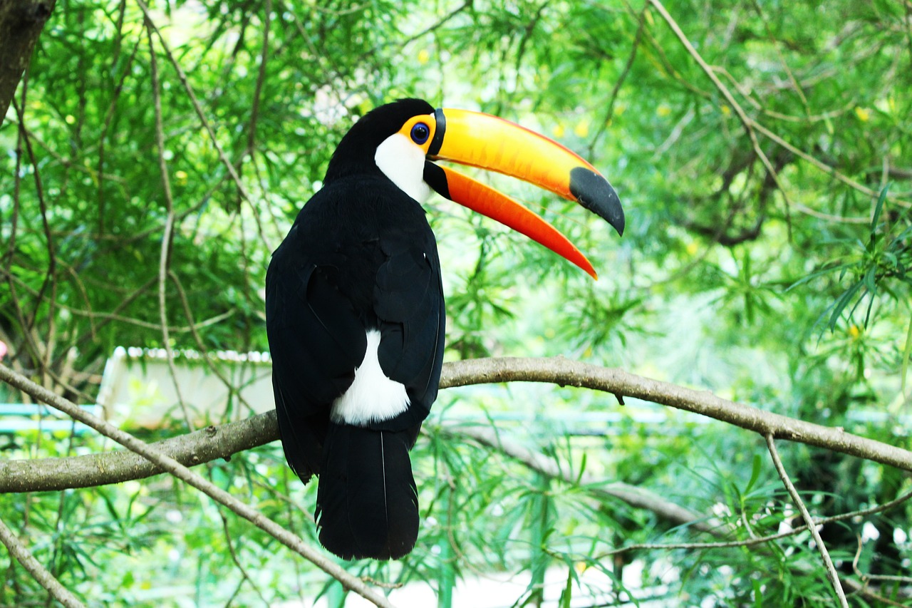 a black and white bird sitting on a tree branch, big beak, colorful birds, tigerman, mango