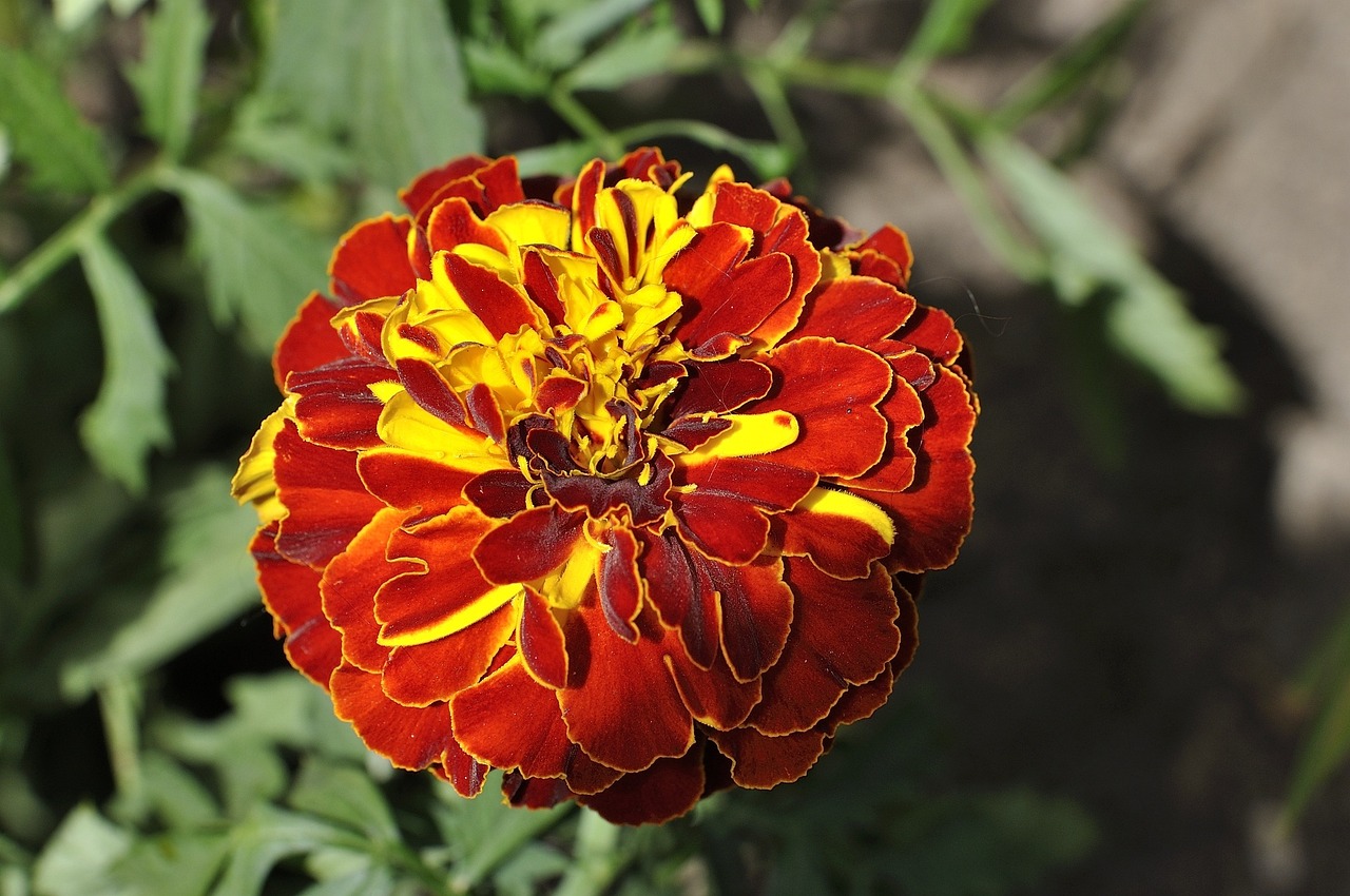 a close up of a red and yellow flower, arabesque, dark red color, marigold, svetlana belyaeva, brown flowers