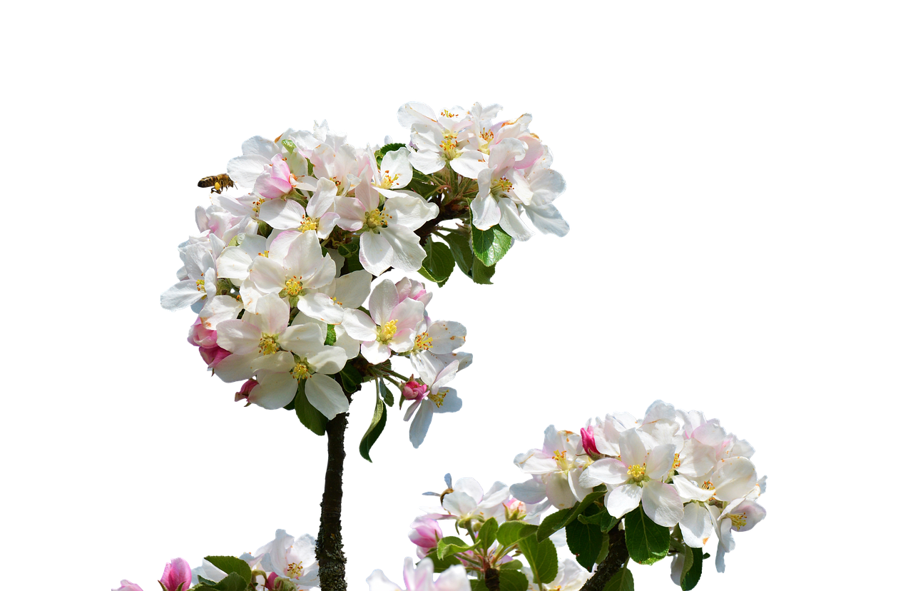 a group of white and pink flowers against a black background, flickr, arabesque, apple tree, isolated on white background, miniature product photo, michael bair