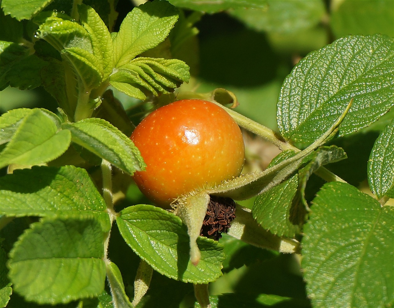 a close up of a tomato on a plant, by Robert Brackman, flickr, betula pendula, nothofagus, strawberry, immature