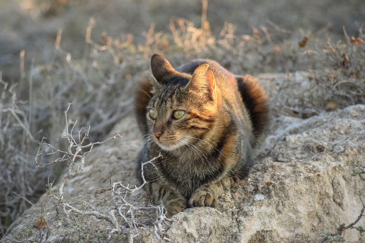 a cat sitting on top of a large rock, a portrait, by Juergen von Huendeberg, shutterstock, in the steppe, tails worn, warm glow, beautiful female