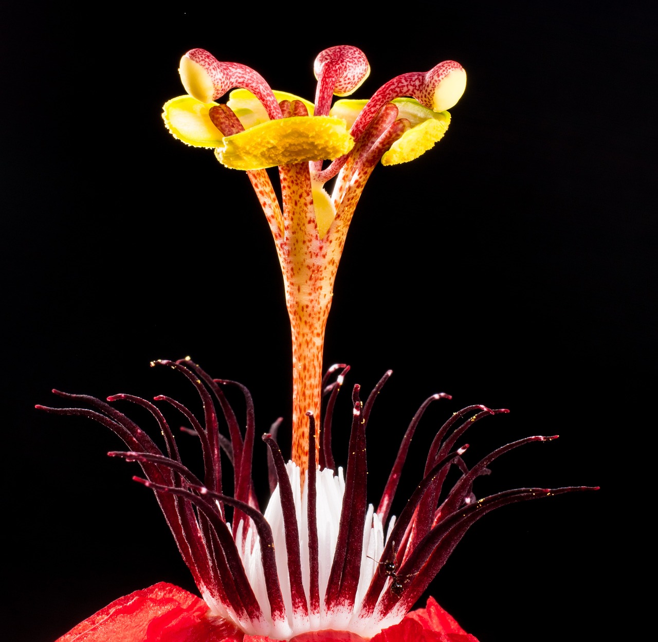 a close up of a flower on a black background, a macro photograph, by Tadashi Nakayama, art nouveau, jelly, highly detailed product photo, red and yellow scheme, miniature product photo