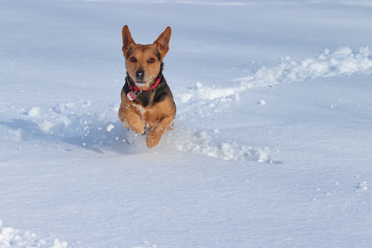 a dog that is running in the snow, a photo, by Jim Nelson, shutterstock, figuration libre, basil flying, sfw, technical, maintenance