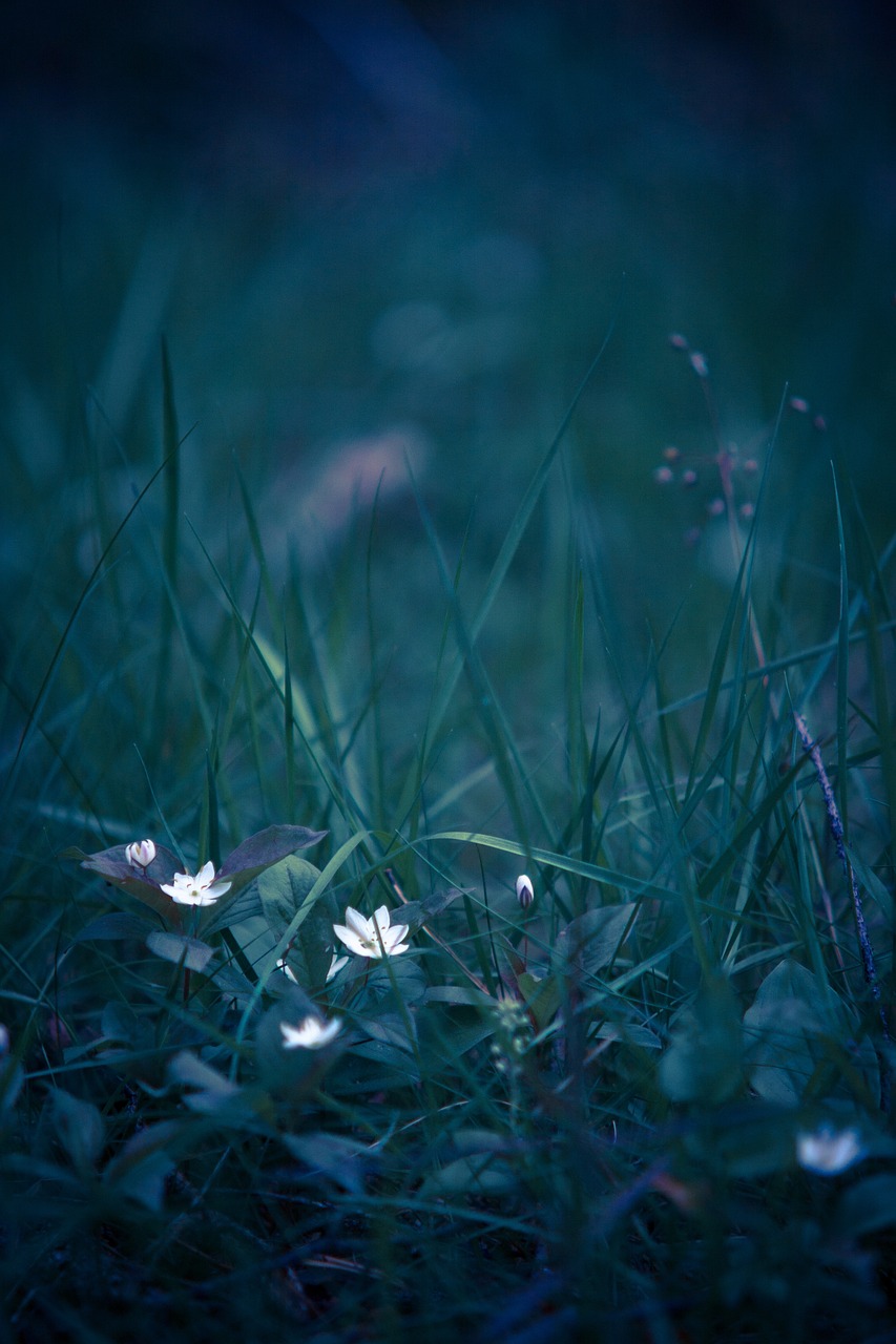 a group of white flowers sitting on top of a lush green field, a tilt shift photo, inspired by Elsa Bleda, minimalism, in the forest at night, blue - petals, clover, hiding in grass