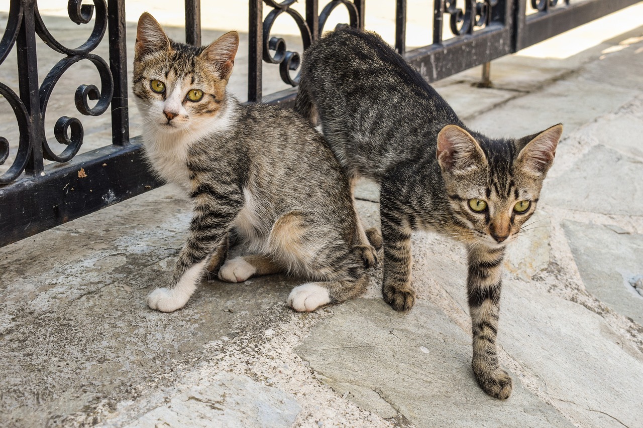 a couple of cats standing next to each other, by Nándor Katona, shutterstock, animals in the streets, turkey, looking to camera, adult pair of twins