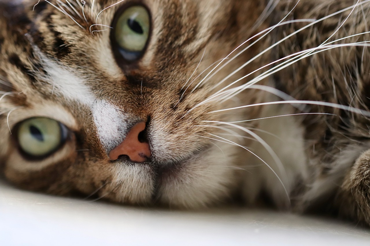 a close up of a cat laying on a window sill, by Matija Jama, flickr, licking tongue, animal nose, closeup of the face, header