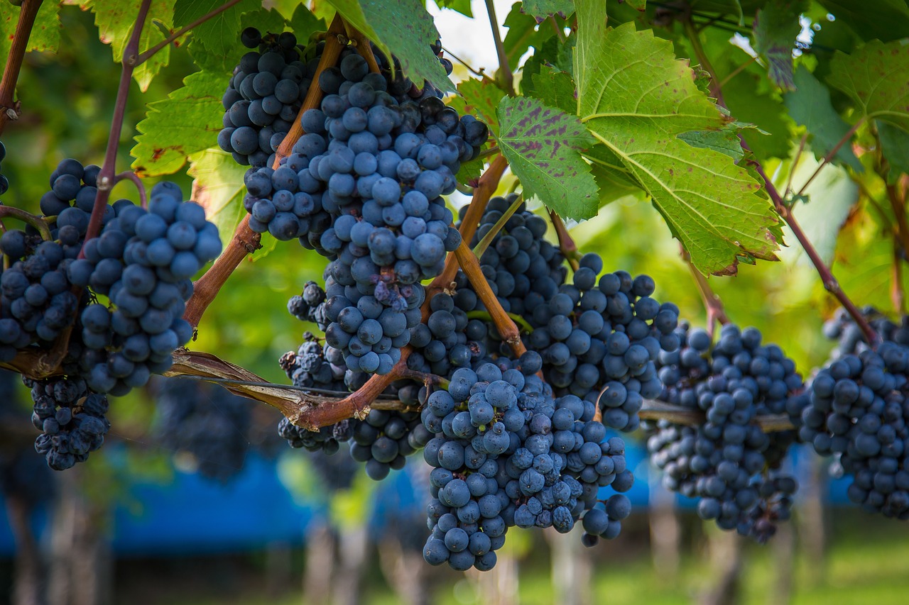 a bunch of blue grapes hanging from a vine, shutterstock, renaissance, idaho, high quality product image”