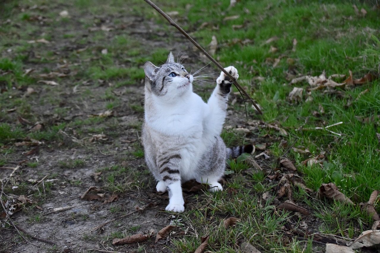 a gray and white cat playing with a stick, outdoor photo, pointing to heaven, dabbing, small blue eyes