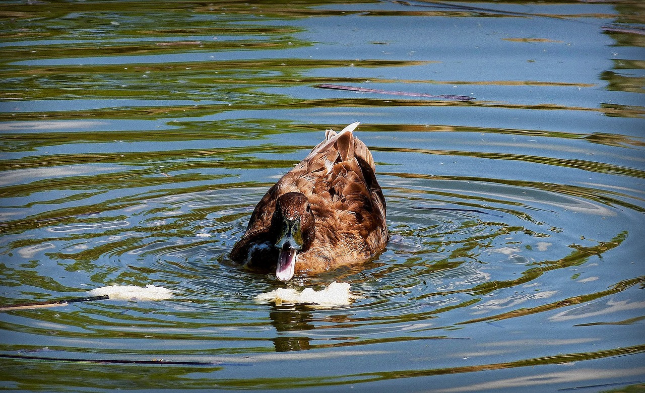 a duck that is swimming in some water, by Jan Rustem, flickr, screaming in agony, partly sunken! in the lake!, al fresco, yummy