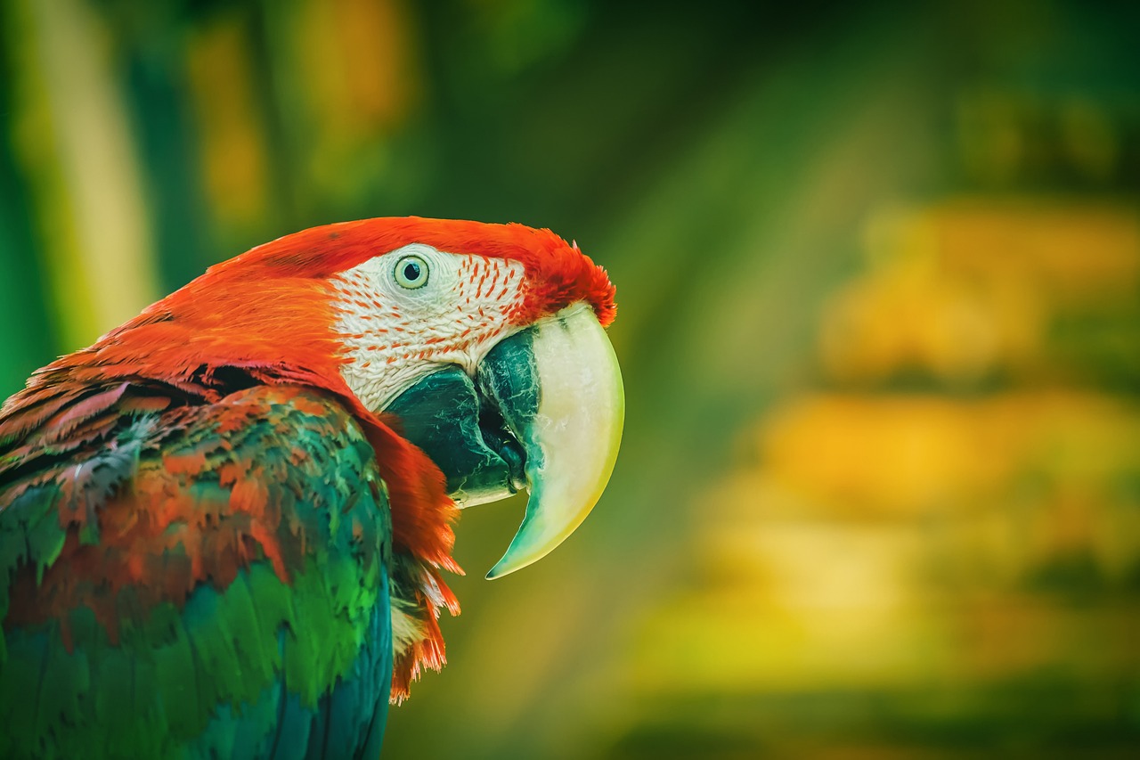 a close up of a parrot with a blurry background, a portrait, inspired by Mardi Barrie, shutterstock, sumatraism, green and red tones, 🦩🪐🐞👩🏻🦳, museum quality photo, sitting in a colorful forest