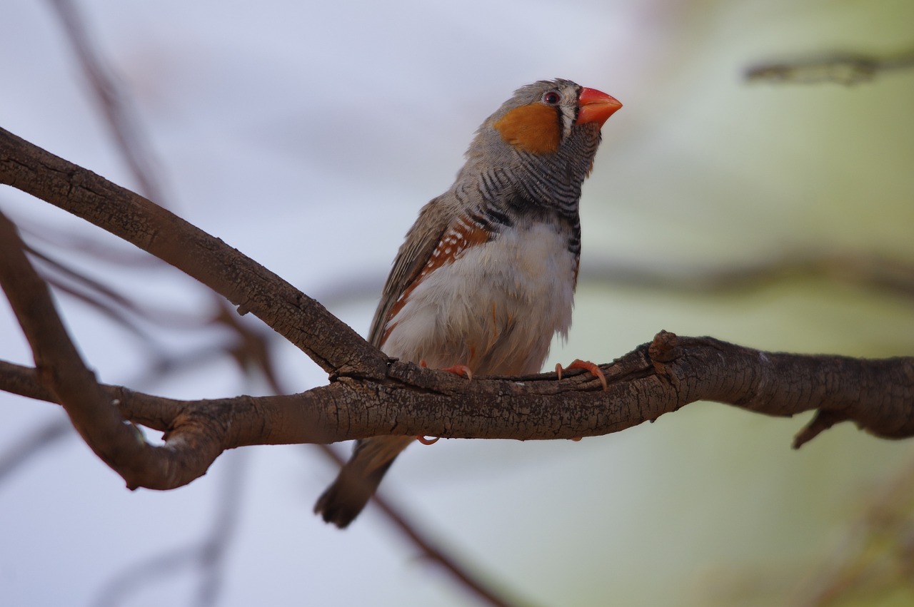 a small bird sitting on top of a tree branch, trending on pixabay, arabesque, samburu, pallid skin, female looking, 1/1250s at f/2.8