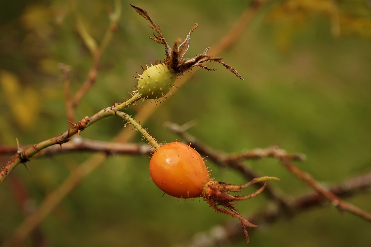 a close up of a fruit on a tree, by Jan Rustem, flickr, rose-brambles, thorn everywhere, wax, in the autumn