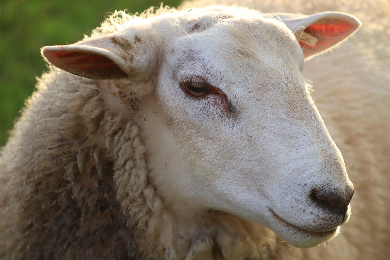 a close up of a sheep with a blurry background, by Edward Corbett, pexels, romanticism, closeup of the face, shaded, closeup 4k, local conspirologist